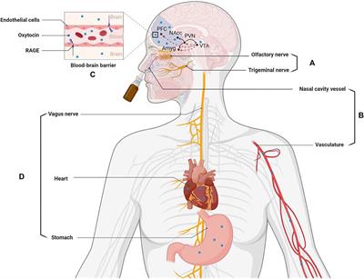 Neural and Molecular Contributions to Pathological <mark class="highlighted">Jealousy</mark> and a Potential Therapeutic Role for Intranasal Oxytocin